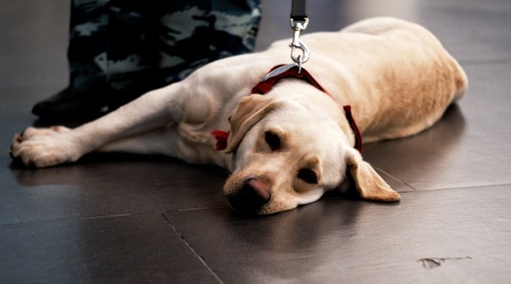 Service dog with lead on, lying on airport floor