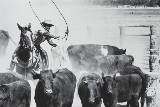 Aboriginal stockman lassoing cattle at Marion Downs Station, 1960's, Peter Knowles Ringers collection of Photographs, John Oxley Library, State Library of Queensland. Image number: 32860-0001-0010.
