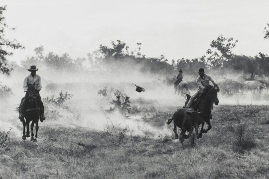 Stockmen rounding up cattle on horseback in Doomadgee in the 1960s, Peter Knowles, John Oxley Library, State Library of Queensland. Image 32860-0001-0003.