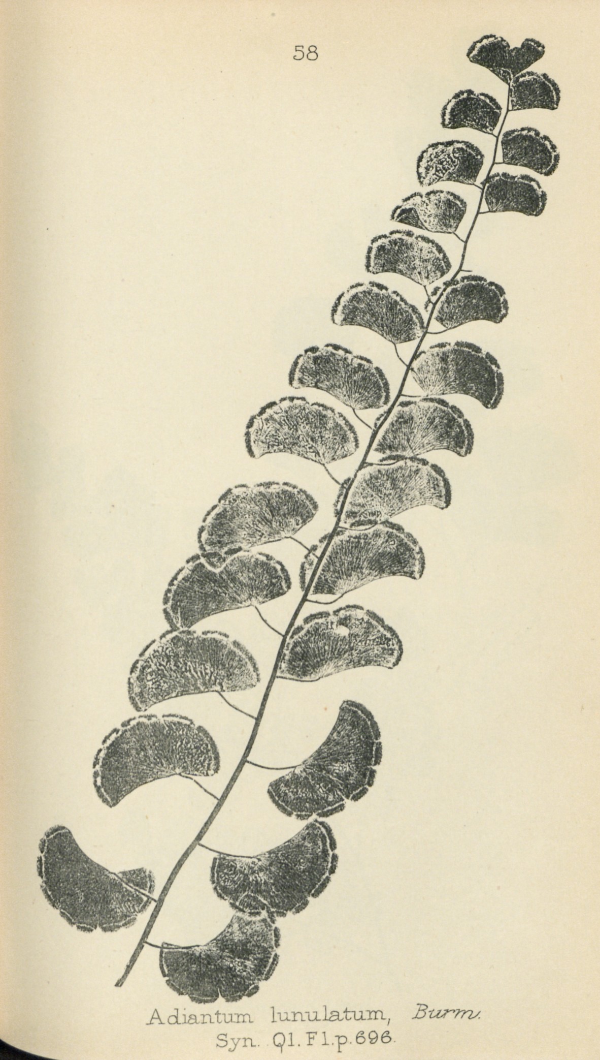 Lithograms of the ferns of Queensland / by Fredk. Manson Bailey
