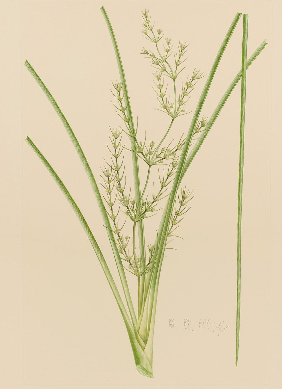 Lomandra longifolia, plate 330, Banks’ Florilegium.