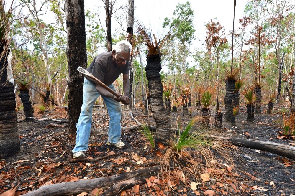 Bobby Ball collecting resin from a burnt grass tree.