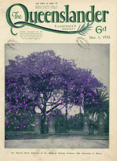 GIF The Queenslander Jacaranda