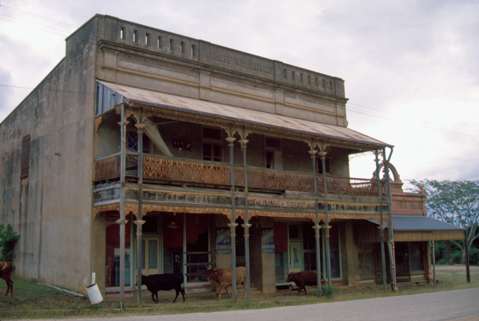 Cattle on the verandah of the Thorp’s building in Ravenswood, 1985. 