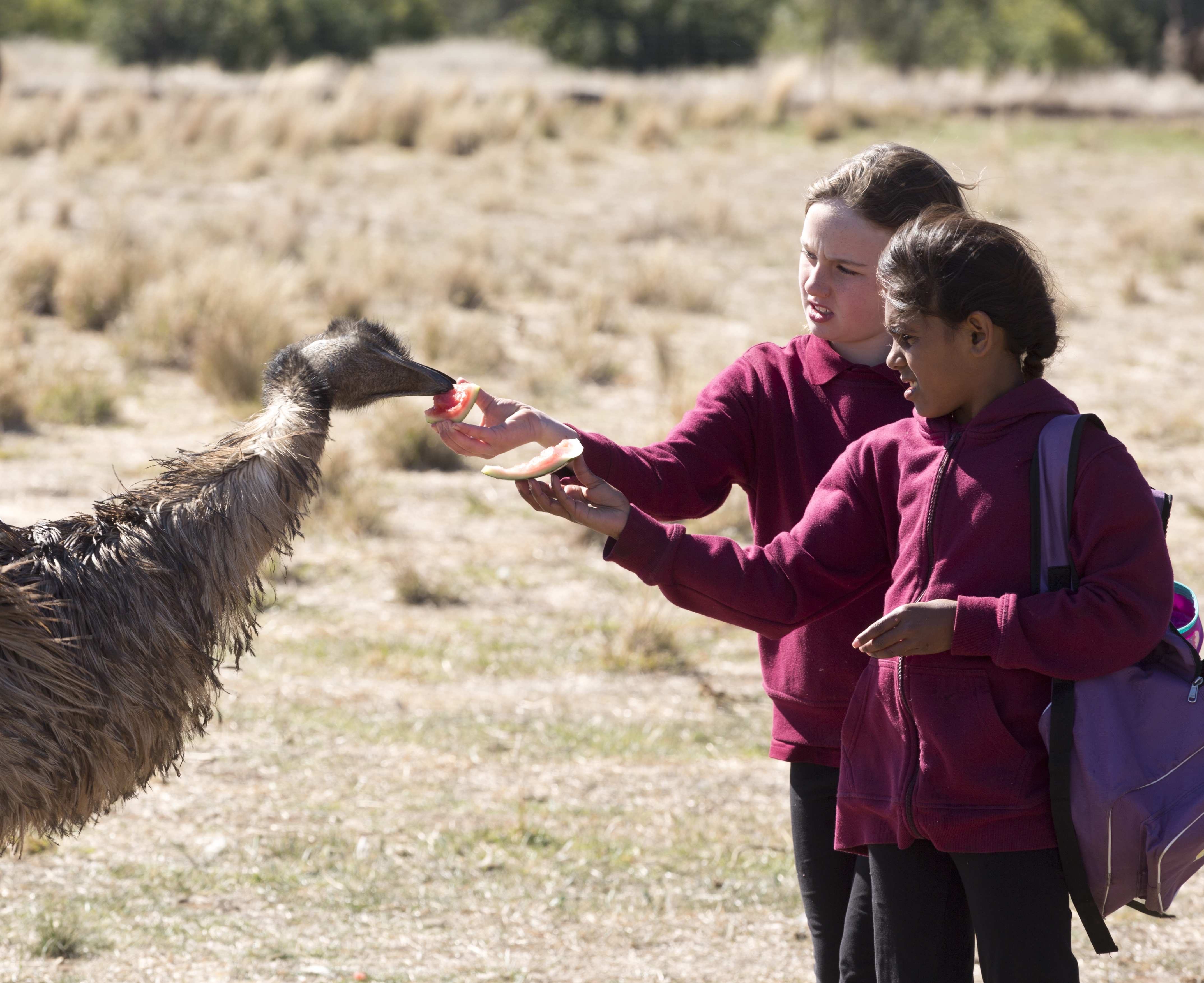 Emu Runner_BIFF 2019 two students feeding an emu watermelon