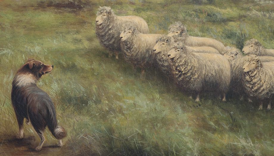 Anthony Alder (1838 – 1915), Lincoln sheep, Homeward Laddie (Detail), 1895, Oil on canvas, 109 x 135 cm, John Oxley Library, State Library of Queensland. ACC: 28082