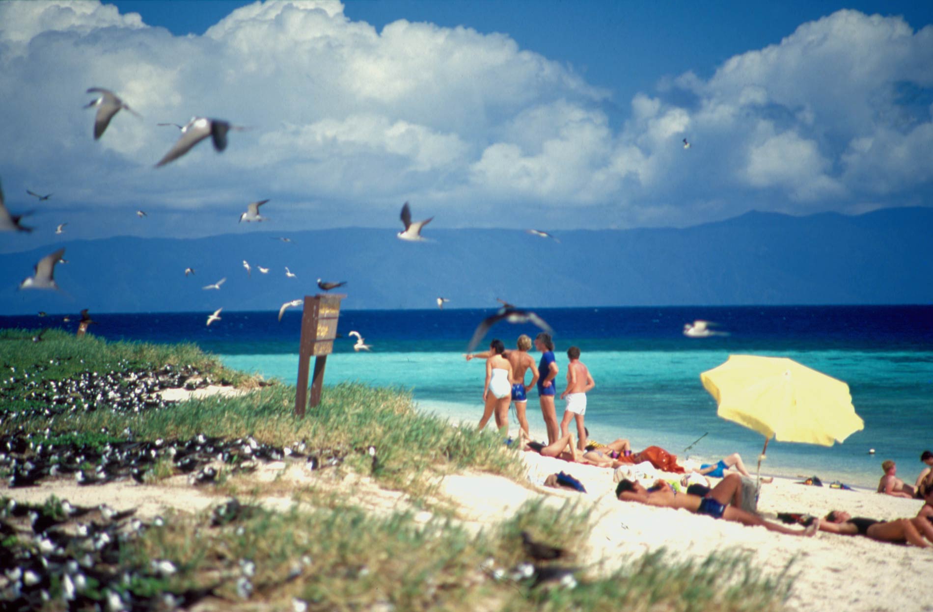 Gale, Ron. (2003). People Swimming near Sea Birds on Michaelmas Cay, Part of the Great Barrier Reef, 1987, Collection reference: 7435 Ron and Ngaire Gale Collection. Gale Ron 2003 People Swimming near Sea Birds on Michaelmas Cay Part of the Great Barrier Reef 1987 Collection reference 7435 Ron and Ngaire Gale Collection