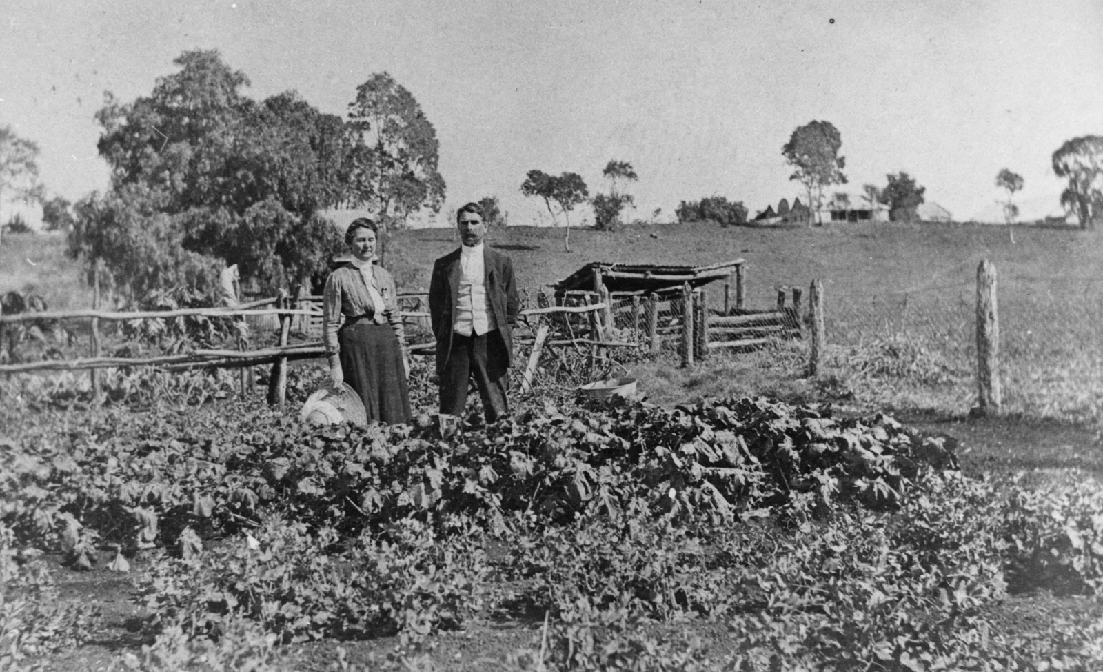 Couple standing in a vegetable garden on Isis Downs Station, ca. 1917 An image of two people in a field