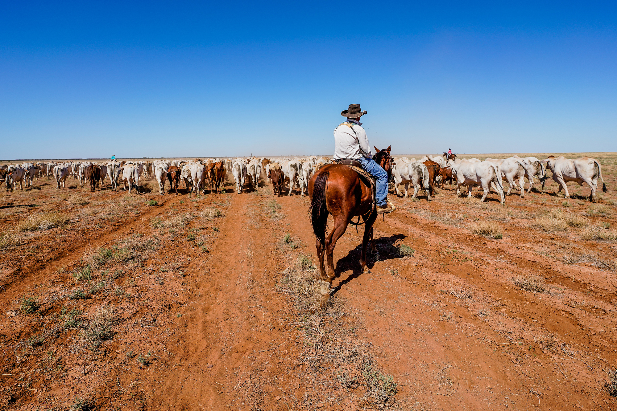 Zach Weir mustering cattle Davenport Downs Station 22 March 2020
