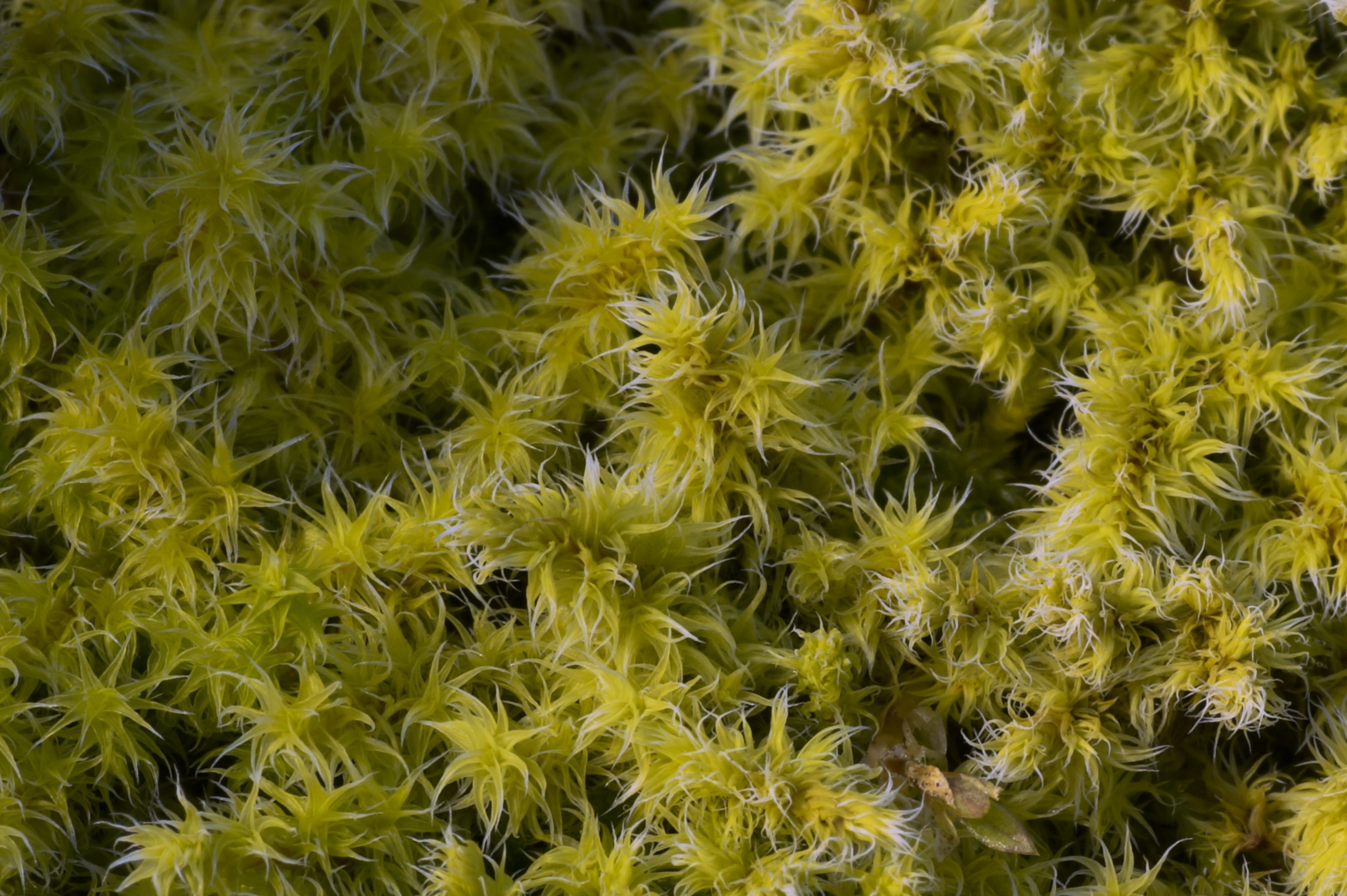 Moss wall Moss wall