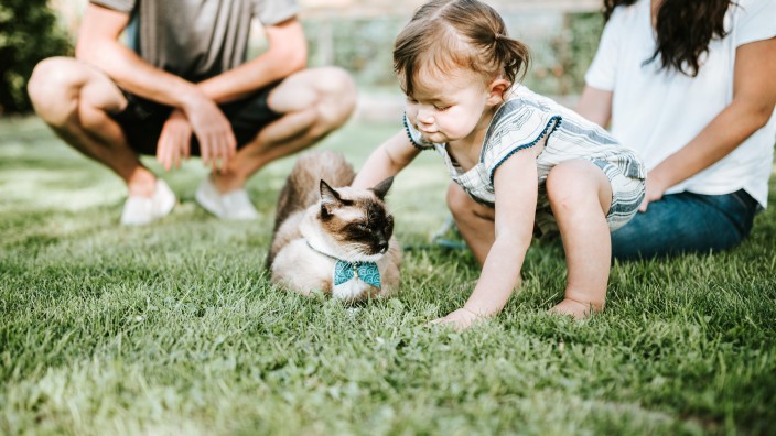 Little girl petting family cat