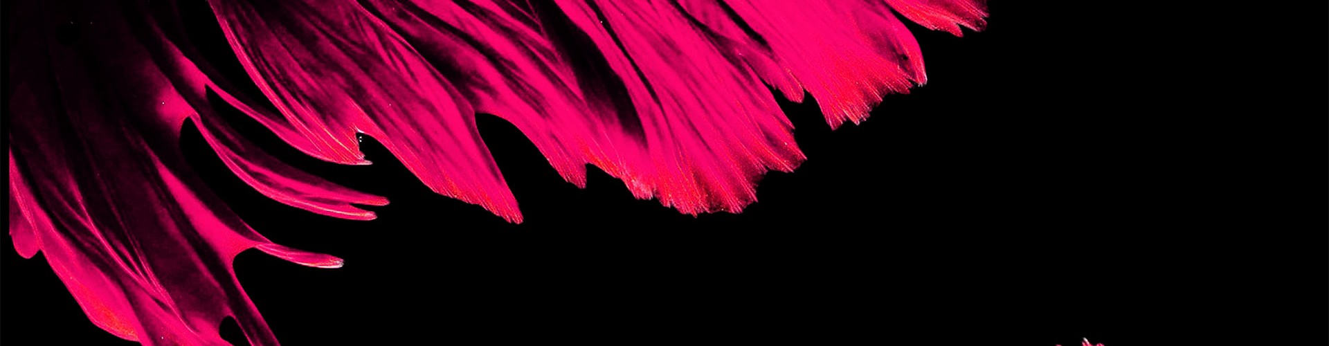 Pink feathers on a dark background