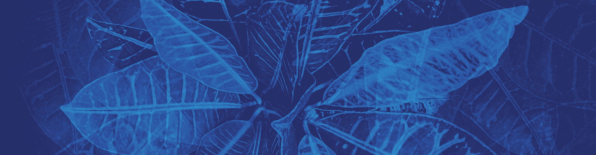 Blue leaf texture