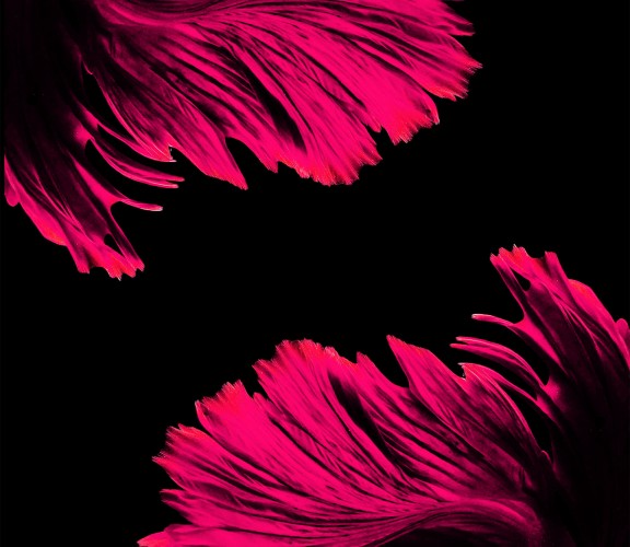 Pink feathers on a dark background