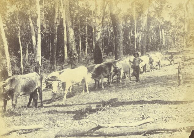 Bullocks drawing timber for the Cairns railway bridges in 1888