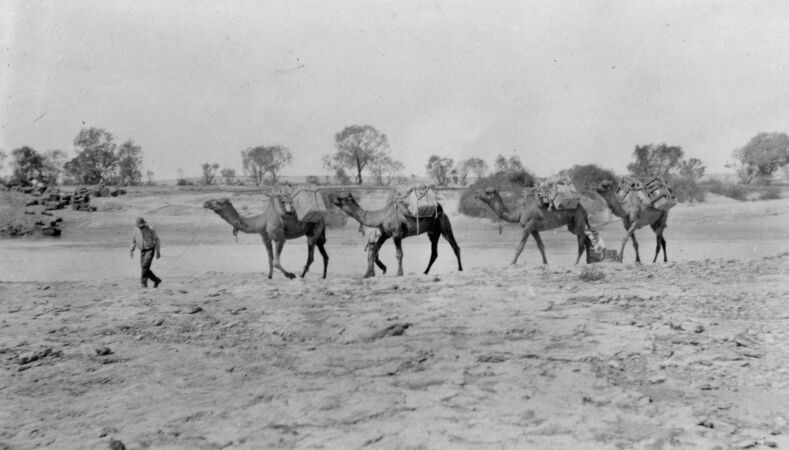 Man leading team of 4 camels in outback