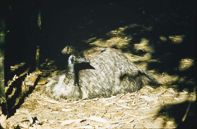 Emu sitting on eggs in the Brisbane Botanic Gardens in 1956