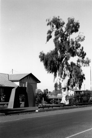 Tree of Knowledge, Barcaldine, 1989 - black and white photograph