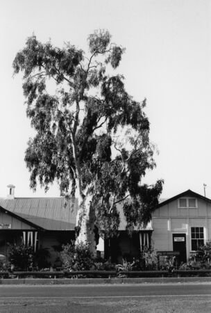 Black and white photo of the Tree of Knowledge on Oak Street, Barcaldine, 1989.