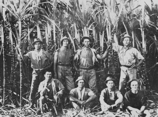 Sugarcane cutters in the Innisfail District, 1923.