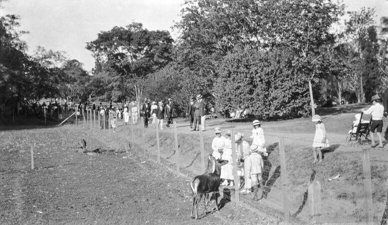 Black and white photograph of families walking through the Brisbane Botanic Gardens, 1920. Two deer and an emu are behind a fence.