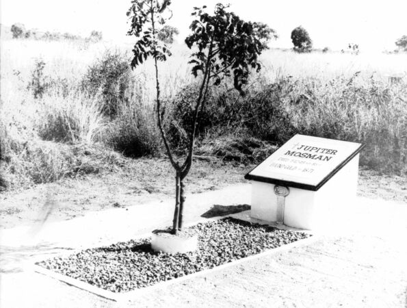 A grave marked "Jupiter Mosman" beside a small tree in an open grassy landscape.