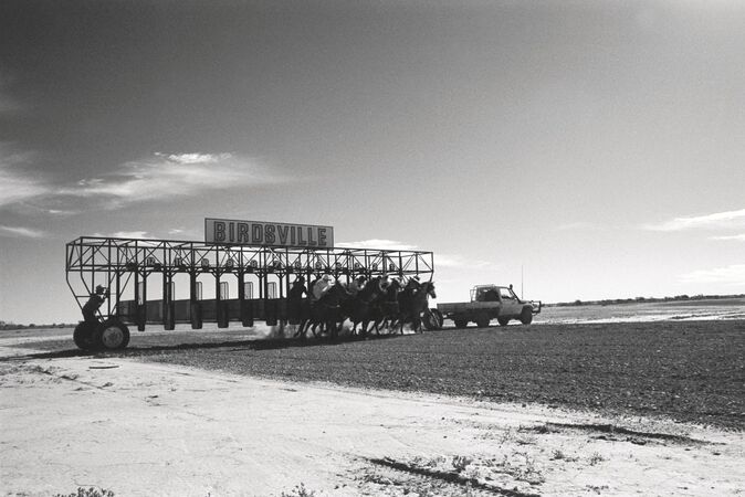 Horses jumping out of barrier at Birdsville