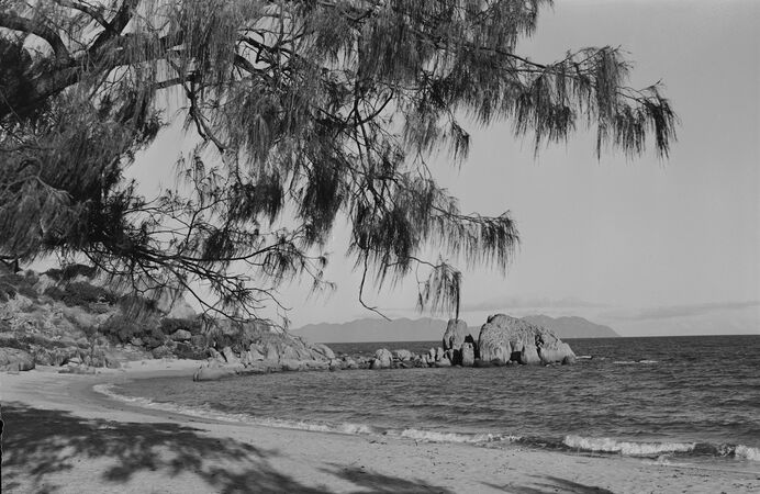 Tree branches overhanging sandy beach with rocky outcrop