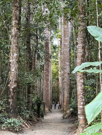 Kauri Avenue, trees planted by José Paronella. 