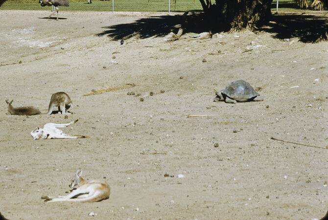 Kangaroos and tortoise in the main enclosure in the Brisbane Botanic Gardens, 1956