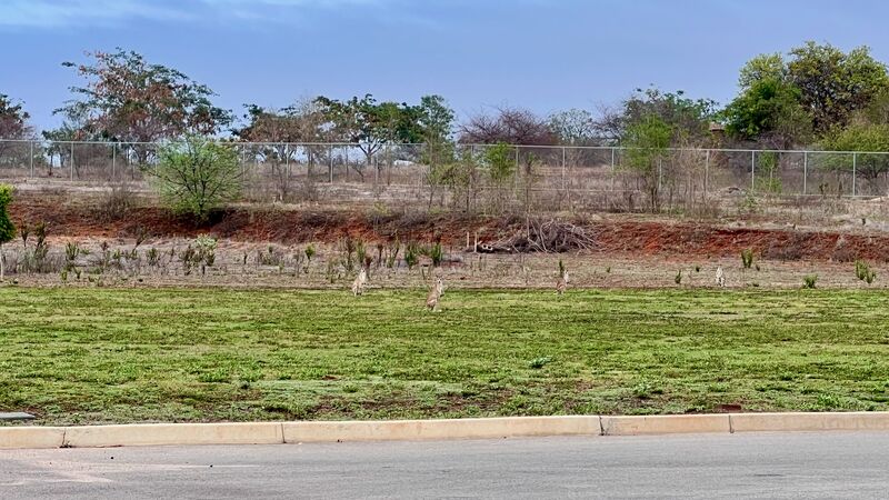 Ravenswood State School sports field with Agile wallabies! (𝑀𝑎𝑐𝑟𝑜𝑝𝑢𝑠𝑎𝑔𝑖𝑙𝑖𝑠)