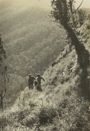 Two bushwalkers climbing a steep hill in Lamington National Park, 1937.