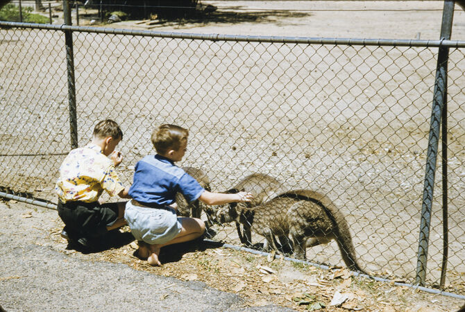 Colour photo from the 1950s of two boys petting kangaroos through a mesh fence.