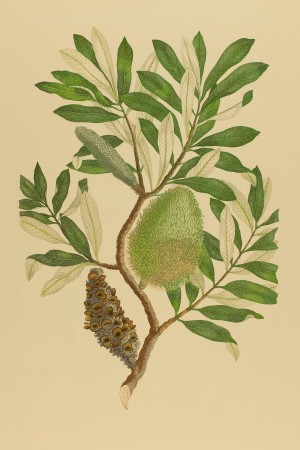 Banksia integrifolia Gympie Stinger Banks Florilegium plate 284