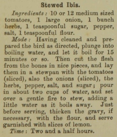 Stewed ibis recipe printed in black antique font.