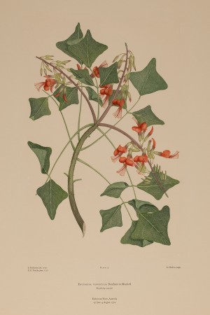 Erythrina vespertilio [Batwing coral tree].