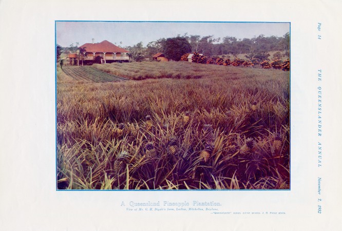 Illustrated page from The Queenslander annual featuring a pineapple plantation.