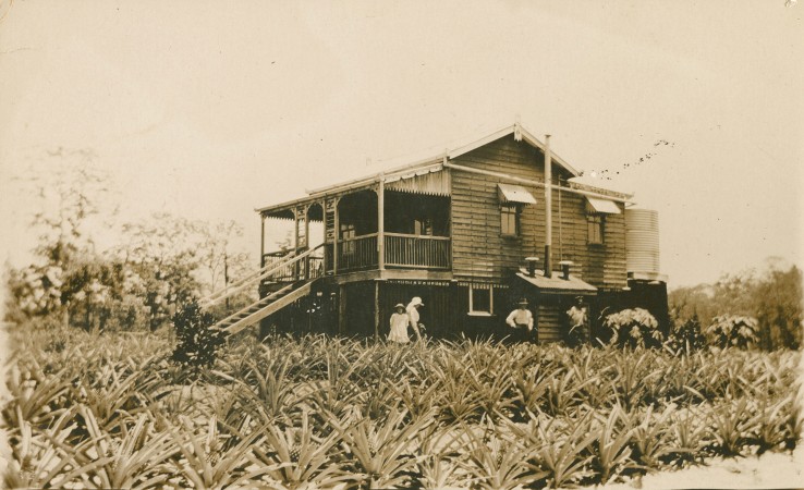 Queenslander house amidst a pineapple plantation on the Sunshine Coast