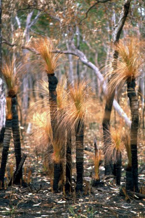 Grass trees with singed leaves near the Cape York Road