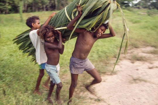 Boys carrying a bundle cabbage palm leaves