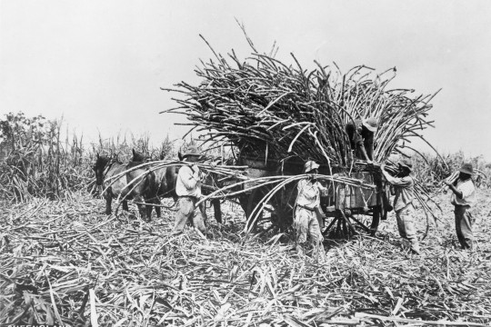 Several Australian South Sea Islander men loading cane stalks onto wagon in the field