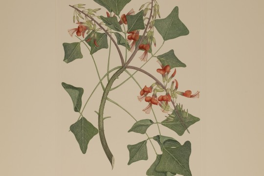 Banks Florilegium Erythrina vespertilio Plate 75