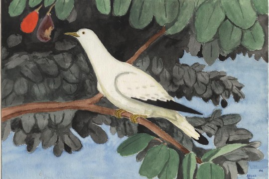 Bird of Murray Island TR1791 Margaret Lawrie collection Bird of Murray Island TR1791 Margaret Lawrie collection