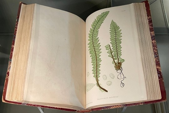 Nature-printed British ferns 1859 Thomas Moore Australian Library of Art State Library of Queensland