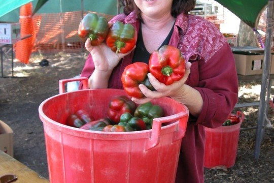 Capsicum Festival Gumlu 2004