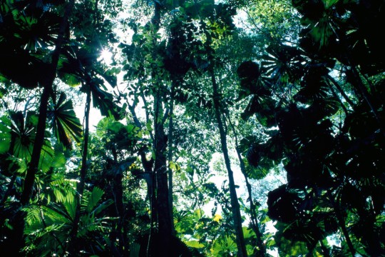 Looking up into the canopy of dense rainforest 