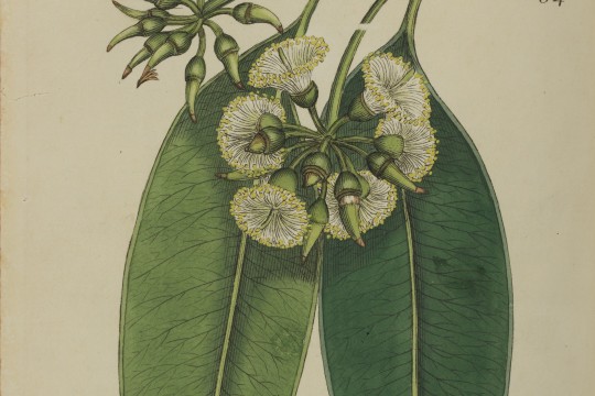 Eucalyptus resinifera Exotic Botany 1804-1805