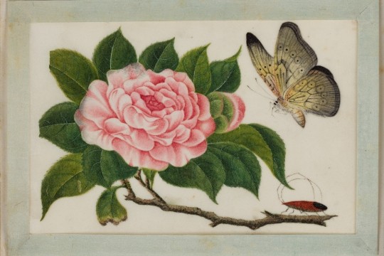 After conservation the 12 paintings on pith paper were re -attached with hinges made of Japanese paper to their silk ribbon borders They were then attached with paper hinges back onto their respective album pages  