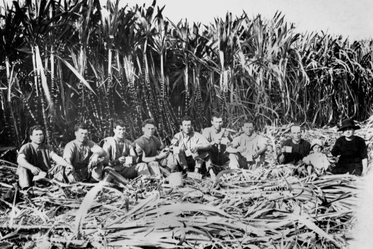  Italian sugar cane cutters Innisfail District Queensland 1923