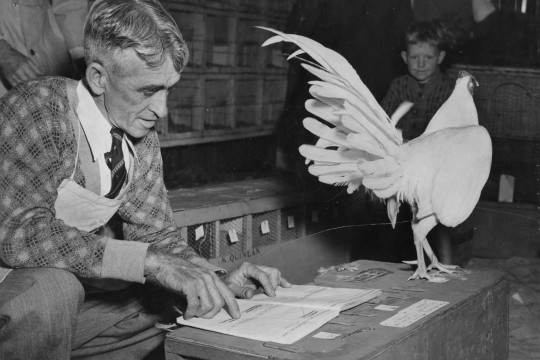 Southport Show Chief Steward Mr W. Mulcahy judging a rooster, 1952.